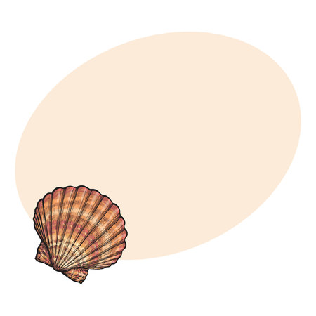 Colorful scallop sea shell, sketch style vector illustration isolated on background with place for text. Realistic hand drawing of saltwater scallop seashell, clam, conchのイラスト素材
