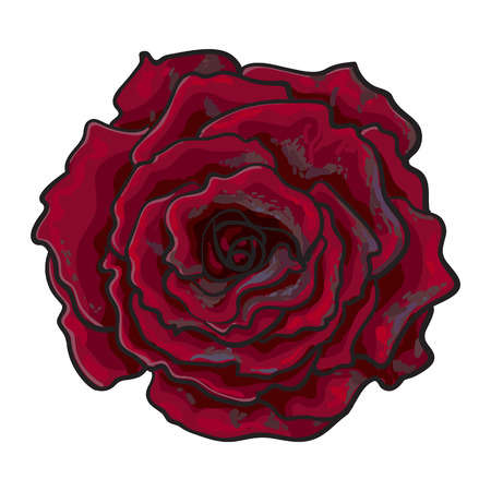 Deep red, ruby rose bud, top view sketch style vector illustration isolated on white background. Realistic hand drawing of open red rose flower, decoration elementのイラスト素材