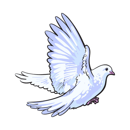 Free flying white dove, sketch style vector illustration isolated on white background. Realistic hand drawing of white dove, pigeon flapping wings, symbol of love, romance and innocence, marriage iconのイラスト素材