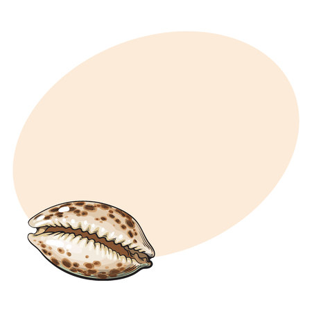 Colorful cowrie or cowry sea shell, sketch style vector illustration isolated on background with place for text. Realistic hand drawing of shiny saltwater sea snail, cowrie shell with tiger patternのイラスト素材