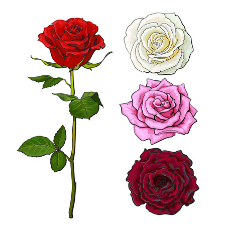 Pink, white, deep red open rose bud and flower with green leaves, sketch style vector illustration isolated on white background. Realistic hand drawing of red rose, symbol of love, decoration elementのイラスト素材