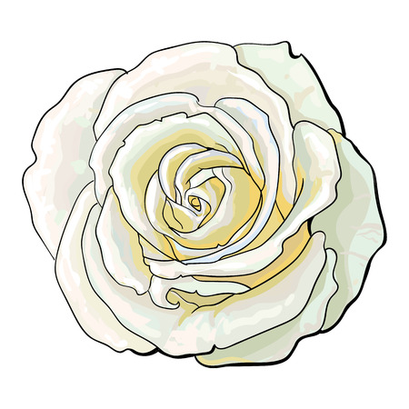 Deep white rose bud, top view sketch style vector illustration isolated on white background. Realistic hand drawing of open red rose flower, decoration elementのイラスト素材