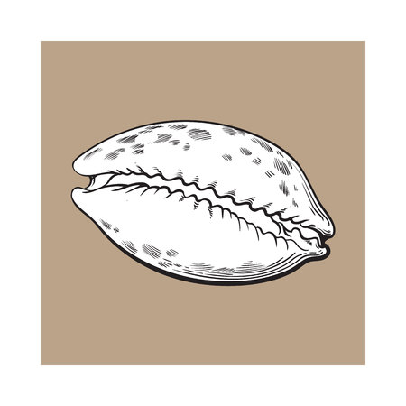 white cowrie or cowry sea shell, sketch style vector illustration isolated on brown background. Realistic hand drawing of shiny saltwater sea snail, cowrie shell with tiger patternのイラスト素材