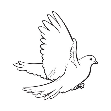 Free flying white dove, sketch style vector illustration isolated on white background. Realistic hand drawing of white dove, pigeon flapping wings, symbol of love, romance and innocence, marriage iconのイラスト素材