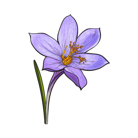 Delicate single crocus spring flower with stem and leaf, sketch style vector illustration isolated on white background. Realistic hand drawing of crocus, first spring flower in vertical positionのイラスト素材