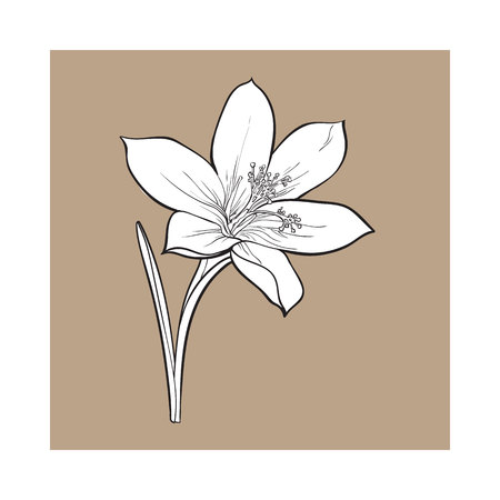 Delicate single crocus spring flower with stem and leaf, sketch style vector illustration isolated on brown background. Realistic hand drawing of crocus, first spring flower in vertical positionのイラスト素材