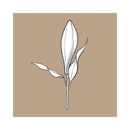 Single hand drawn white lily flower bud with stem and leaves, side view, sketch vector illustration isolated on brown background. Realistic hand drawing of closed white lily, bud, wedding flowerのイラスト素材
