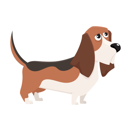 Cute purebred basset hound dog character, cartoon vector illustration isolated on white background. Nice and friendly basset hound dog character, colorful cartoon illustrationのイラスト素材