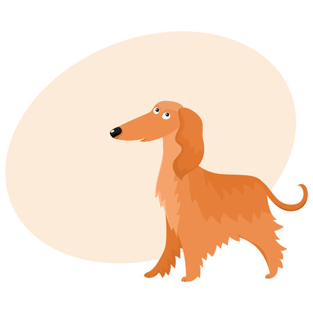 Cute long haired Afghan hound dog character, cartoon vector illustration with space.のイラスト素材