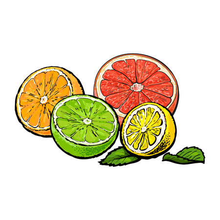 Halves of orange, grapefruit, lime and lemon, hand drawn sketch style vector illustration on white background. Hand drawing of unpeeled orange, grapefruit, lemon and lime cut in halfのイラスト素材