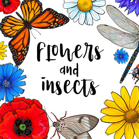 Square banner of summer insects and flowers with round place for text, sketch vector illustration isolated on white background. Hand drawn summer flowers, butterfly, moth, dragonfly as bannerのイラスト素材