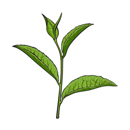 Hand drawn green tea leaf, side view sketch style vector illustration isolated on white background. Realistic hand drawing of green tea leaves, side view sketch style illustration, decoration elementのイラスト素材