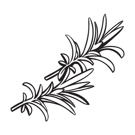 Vector illustration of rosemary herbs isolated on white backgroundのイラスト素材