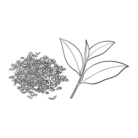 Hand drawn pile, heap, handful of dry tea and fresh young leaf, sketch vector illustration isolated on white background. Realistic hand drawing of dry tea and fresh leafのイラスト素材