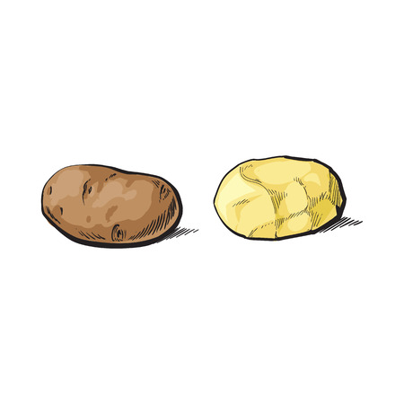 vector sketch cartoon ripe raw unpeeled and peeled yellow potato set. Isolated illustration on a white background. Vegetable fresh natural product, healthy lifestyle, eating conceptのイラスト素材