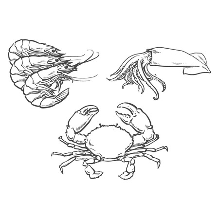 vector sketch cartoon sea crayfish lobster, crab and squid. Isolated illustration on a white background. Sea delicacy food conceptのイラスト素材