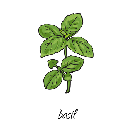 vector flat cartoon sketch style hand drawn basil branch with stem, leaves image. Isolated illustration on a white background. Spices , seasoning, flavorings and kitchen herbs concept.のイラスト素材