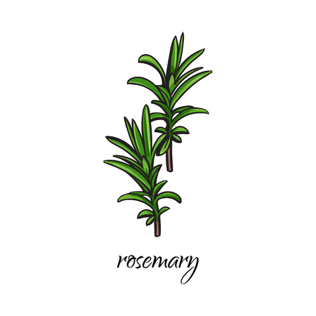 vector flat cartoon sketch style hand drawn rosemary branch with stem, leaves image. Isolated illustration on a white background. Spices , seasoning, flavorings condiments and kitchen herbs concept.の写真素材