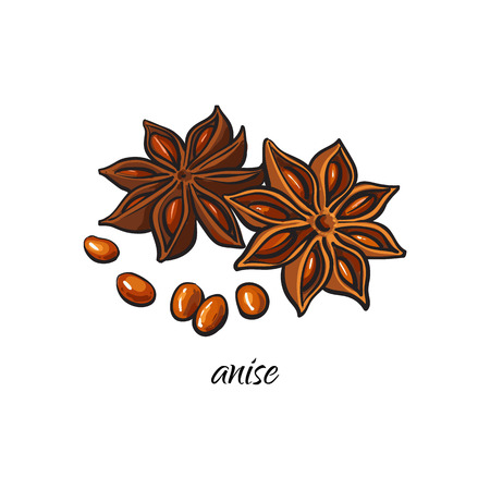 vector flat cartoon sketch style hand drawn dry anise star with seeds image. Isolated illustration on a white background. Spices , seasoning, flavorings, condiments and kitchen herbs concept.のイラスト素材