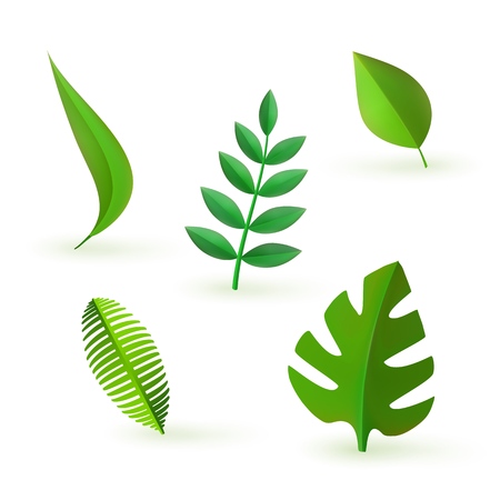 Vector green leaves icon set. Abstract natural decoration collection. Summer plants, tropucal exotic jungle foliage. Fern monstera paradise resort, holiday vacation, oraganic food symbols illustrationのイラスト素材