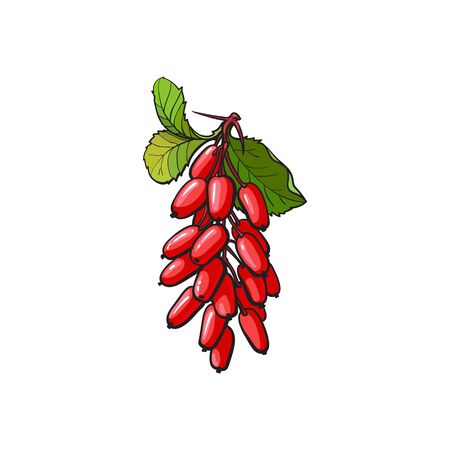 Barberry hand drawn ripe red berries bunch with leaves icon. Sketch style natural organic vitamin food. Healthy vegetarian sweet dessert, juicy ingredient. Vector isolated illustration.のイラスト素材