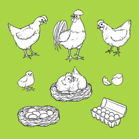 Collection of chicken graphic elements on colored background.のイラスト素材
