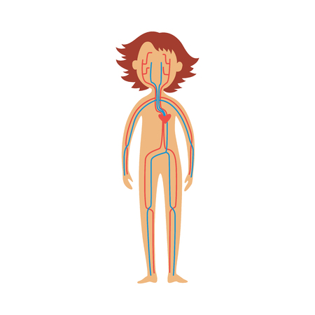 Human cardiovascular system - schematic image of location of internal organs. Diagram of heart and blood vessels in female body for healthcare concept isolated on white. Flat vector illustration.のイラスト素材