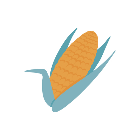 Yellow ear of ripe corn with green leaves in flat style isolated on white background - farm crop of gold maize cob for healthy organic food concept in vector illustration.のイラスト素材