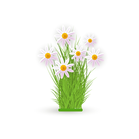 Fresh white chamomiles on green grass - spring and summer floral bundle isolated on white background. Beautiful seasonal decorative element with flowers in flat vector illustration.のイラスト素材