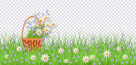 Wicker basket with diasy, bellflowers in green meadow grass with chamomile flowers on transparent background. Spring summer sale template for poster advertising design text space. Vector illustrationのイラスト素材
