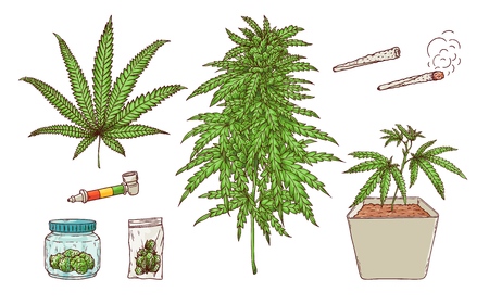 Vector cannabis smoking sketch collection. Green marijuana plant in pot, green leaves, ripe buds, hashish in package, bong, paper spliff, butt and weed joint. Isolated illustrationのイラスト素材