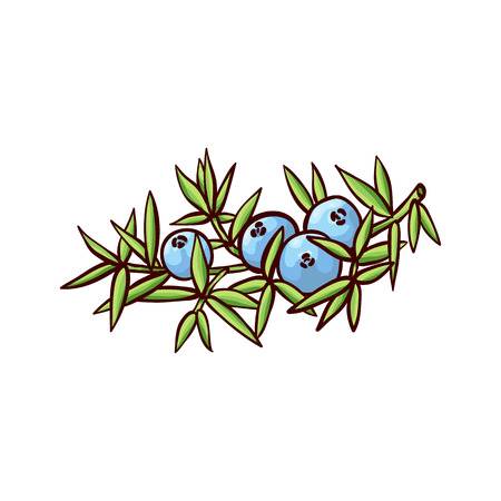 Vector illustration of ripe blue juniper berries attached to plant branch with evergreen coniferous leaves in sketch style - hand drawn flavoured pine seed cone using as spice or ingredient for gin.のイラスト素材
