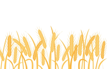 Golden wheat ears on stalks horizontal border frame in flat style isolated on white background - vector illustration of ripe dry cereal spikes with grain on stems with leaves.のイラスト素材
