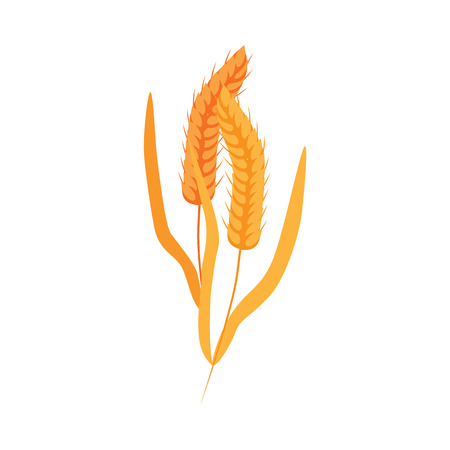 Ripe dry wheat ears with grains on stalk in flat style - vector illustration of yellow whole cereal spikes with golden seeds isolated on white background. Cereal crop for healthy organic food concept.のイラスト素材