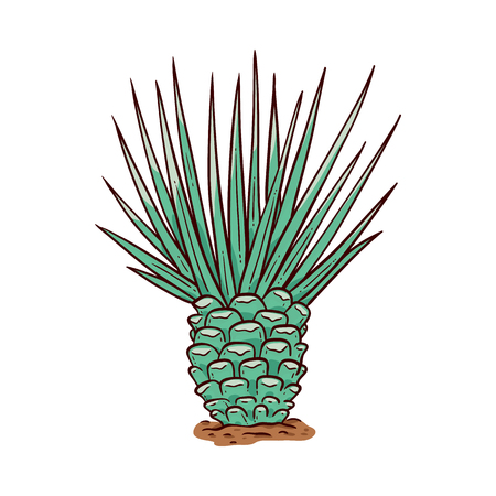 Vector sketch cactus icon. Hand drawn desert plant with needles. Evergreen natural object, symbol of mexico and tequila. Isolated illustrationのイラスト素材