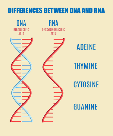 Vector of Vector difference between DNA - ID:1-117444839 - Royalty Free ...
