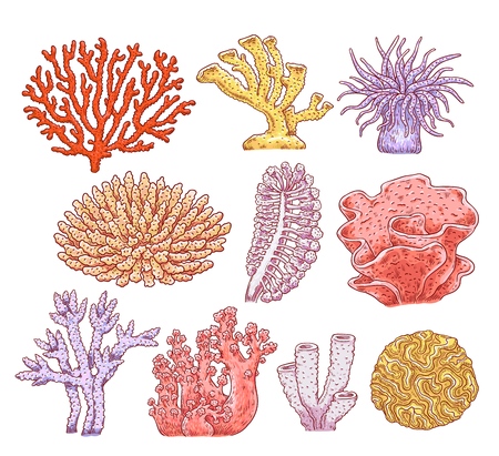 Set of various types of corals, aquarium underwater spongy plants and animals. Ocean marine underwater collection of flora and fauna. Hand drawn vector sketch illustration of sea corals.のイラスト素材