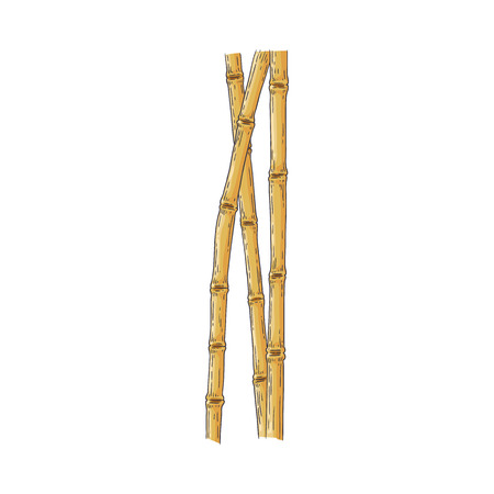 Bundle of brown bamboo sticks in sketch style isolated on white background - hand drawn vector illustration of traditional asian wooden element for oriental natural design.のイラスト素材