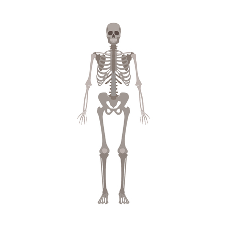 A human skeleton front view flat style vector illustration isolated on a white background. Halloween party and biological or medicine post design element.