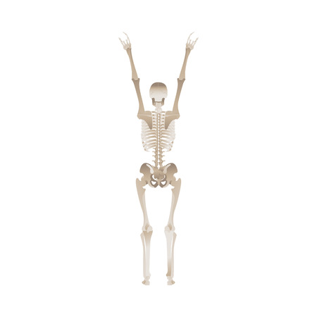 Cheerful skeleton dancing and jumping with hands up for Halloween party design. Scary objects vector illustration isolated on white background.のイラスト素材