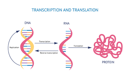 Scientific biological model DNA and RNA transcription and translation vector illustration isolated on white background. Spiral genetic structure for educational concepts.のイラスト素材