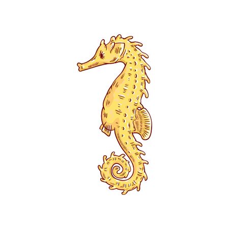 Hand drawn seahorse, marine and oceanic animal underwater tropical world-a vector illustrationのイラスト素材