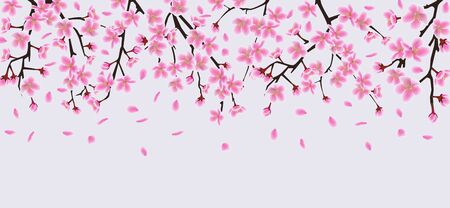Sakura tree flower branches with realistic pink petals falling down, beautiful cherry blossom top border element for spring banner - isolated vector illustrationのイラスト素材