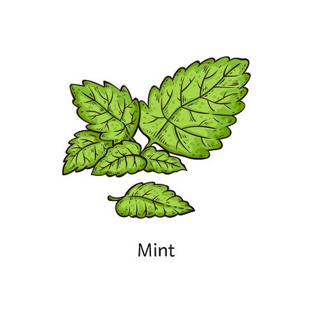 Mint leaf branch drawing isolated on white background, fresh green peppermint leaves in hand drawn cartoon style - natural plant seasoning herb vector illustrationのイラスト素材