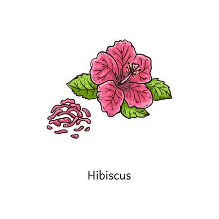 Hibiscus flower drawing - beautiful pink plant blossom with green leaves in hand drawn cartoon sketch style isolated on white background, fresh and dried petals - vector illustrationのイラスト素材