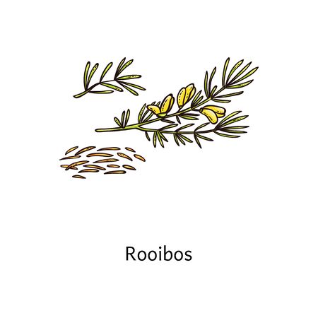 Rooibos plant drawing with fresh green leaf and steeps twigs and dried loose tea, simple isolated hand drawn vector illustration of healthy cartoon flowerのイラスト素材