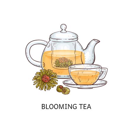 Herbal tea types concept with glass hand drawn teapot and cup and blooming tea sketch vector illustration isolated on white background. Can be used for menu and package.のイラスト素材