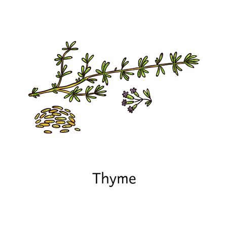 Spicy thyme plant seeds and leaves sketch vector illustration isolated on white background. Cooking and tea herb ingredient to use on organic products packaging.のイラスト素材