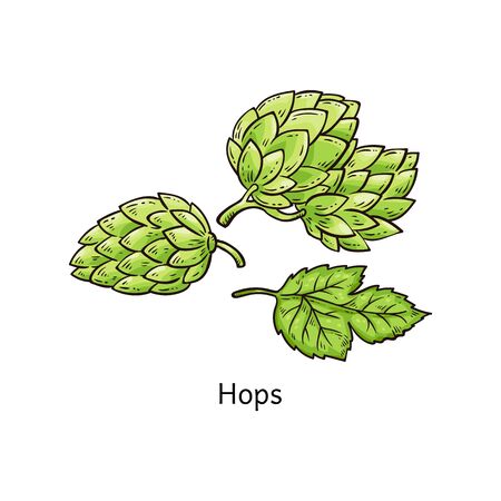 Hops plant drawing - green blossoming hop flower and leaves in hand drawn cartoon style isolated on white background, botanical vector illustrationのイラスト素材