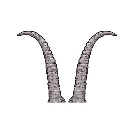 Skimitar horned oryx horns drawing isolated on whiteのイラスト素材